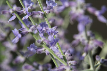 Macro Lavendar