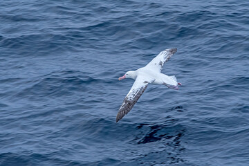 Wandering Albatross (Diomedea exulans) in South Atlantic Ocean, Southern Ocean, Antarctica