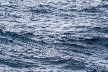 Wandering Albatross (Diomedea exulans) in South Atlantic Ocean, Southern Ocean, Antarctica