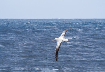 Fototapeta na wymiar Wandering Albatross (Diomedea exulans) in South Atlantic Ocean, Southern Ocean, Antarctica