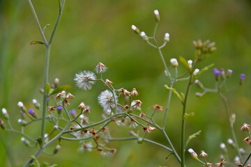 BLANCA PRIMAVERA