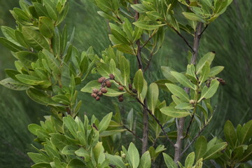 Pela janela