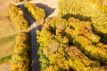 Top down aerial view of green and yellow canopies in autumn forest with many fresh trees.