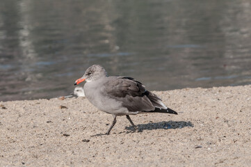 Heermann's Gull (Larus heermanni) in Malibu Lagoon, California, USA