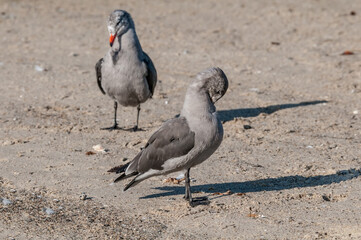 Heermann's Gull (Larus heermanni) in Malibu Lagoon, California, USA