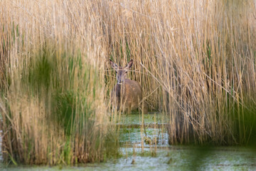 Jeleń Cervus elaphus wychodzi z trzcin © PeterG