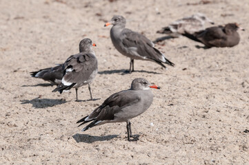 Heermann's Gull (Larus heermanni) in Malibu Lagoon, California, USA