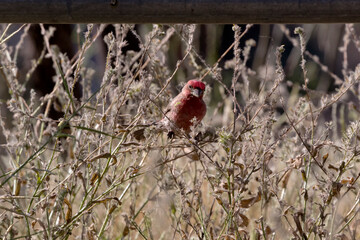 Male house inch in roadside grasses of farm road in American Southwest gives a curious tilt of its head