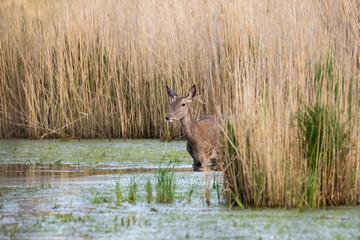 Łania jelenia szlachetnego Cervus elaphus spaceruje w wodzie © PeterG