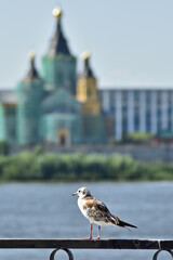 seagull bird on the embankment of the city of Nizhny Novgorod