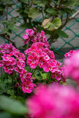 Fototapeta premium Beautiful pink Pelargonium flowers in a pot. Summer home garden and Floristics, suitable climate for breeding flower beds.
