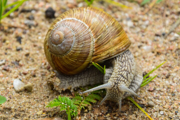 Big snail close up photo in the green grass, that is trying to get somewhere.