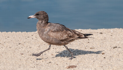 Immature Heermann's Gull (Larus heermanni) in Malibu Lagoon, California, USA