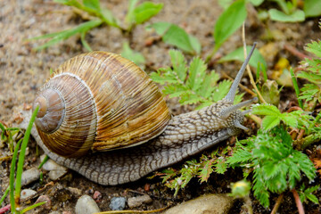 Big snail close up photo in the green grass, that is trying to get somewhere.