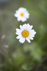 white daisy in the garden