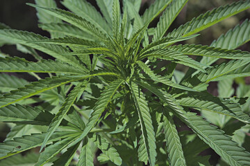 Naklejka na ściany i meble Outdoor cannabis plants with big green healthy leaves 