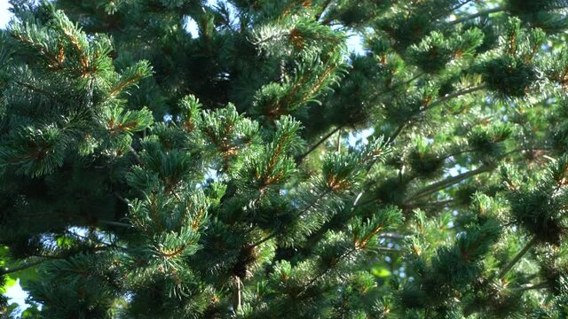Wind sways branches of green and silvery pine Pinus parviflora Glauca against blue sky. Close-up. Clear sunny summer day. Nature concept for any design. 
