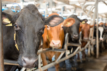 Breeding raising cattle on a livestock farm.