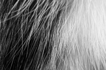 Cat's hair macro picture. Black and white photo.