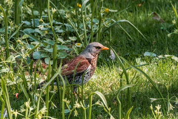 Fieldfare (Turdus pilaris) in park, Central Russia
