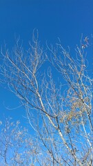 branches of a tree