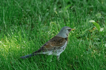 Fieldfare (Turdus pilaris) in park, Central Russia