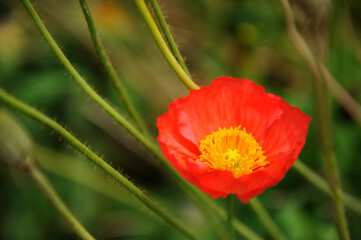 Obraz premium Red poppy flower in green grass