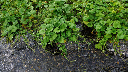 Wasabi plant, a biennial plant that grows well in slow water flow areas.