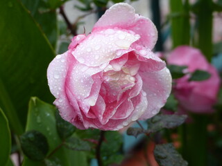 pink rose flower