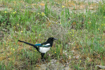 Eurasian Magpie (Pica pica) in Caucasus, Republic of Dagestan, Russia