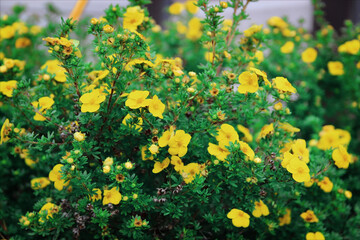 Summer yellow buttercups. Green grass