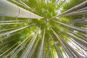 The uprisen angle of bamboo forest with glorious morning sunshine in Kyoto,Japan.