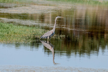 Great Blue Heron (Ardea herodias) in Malibu lagoon, California, USA