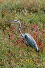 Great Blue Heron (Ardea herodias) in Malibu lagoon, California, USA