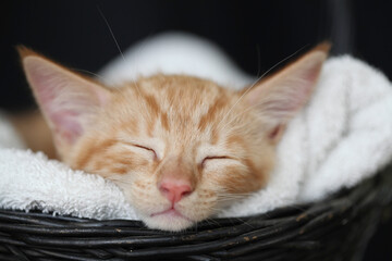 Kittens playing with flowers and sleeping in a basket