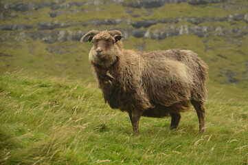 The dramatic coast and mountain landscapes of the Faroe Islands