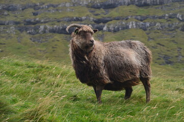 The dramatic coast and mountain landscapes of the Faroe Islands