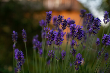 Close up of the lavender flowers with an orange house in the background.