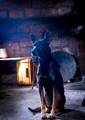 #Dog