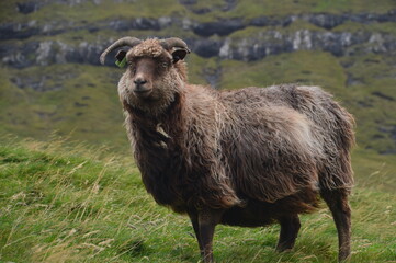 The dramatic coast and mountain landscapes of the Faroe Islands
