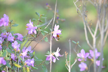 Obraz na płótnie Canvas purple flowers in the garden