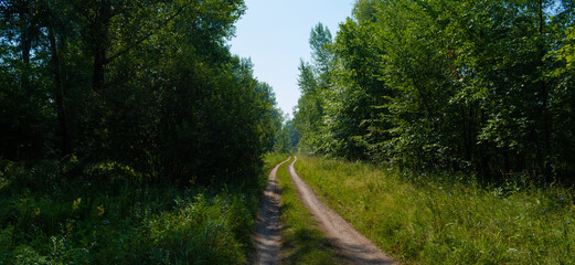 Empty dirt road in the forest