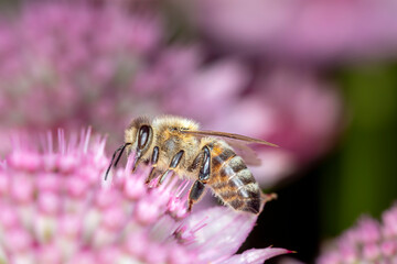 Bee - Apis mellifera - pollinates Astrantia Major
