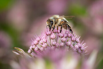 Bee - Apis mellifera - pollinates Astrantia Major