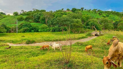 Viñas de Chalatenango 