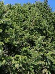 Fototapeta premium green forest background