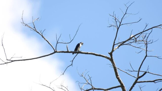 Collared falconet in the forest