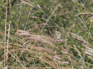 Marbled White butterfly, Melanargia galathea, in summer grass and thistle
