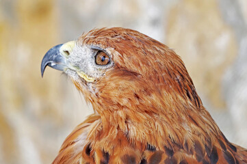 beautiful mountain eagle
