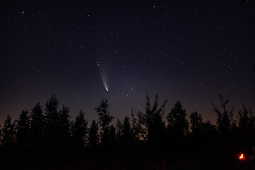 Naklejka premium Neowise comet C/2020 F3 above night forest